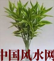 温州十二生肖养什么植物最旺财运？你知道吗！